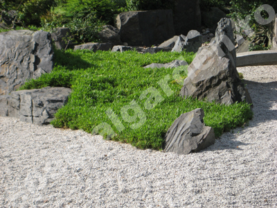 Elemente dintr-o gradina japoneza