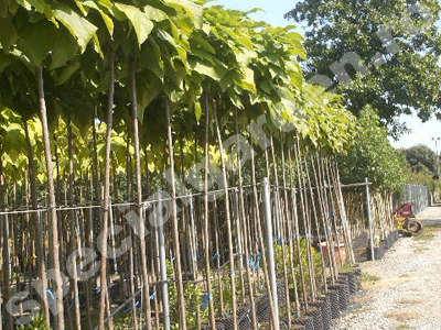Catalpa la container